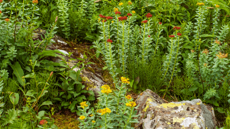 Plants in the Natural Environment