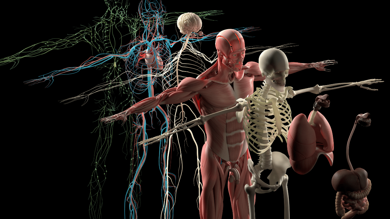 Anatomy of Mammals